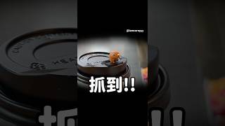 #水豚君 出現在 #萊爾富❤️ !!杯塞太可愛 #卡皮巴拉