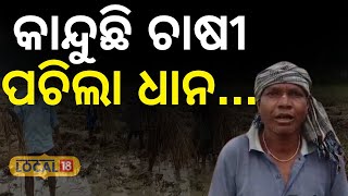 ସୁନାର ଫସଲ ମାଟିରେ ମିଶିଲା, ଚାଷୀ କହିଲେ... Odia News| Farmer| Jajpur News||  #local18