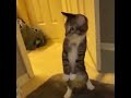 驚き方の癖が強い猫ちゃん