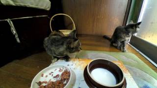 20160917野良猫ミーヤ母、タヌ子、チヤの朝食