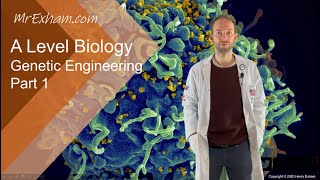 Isolating the gene - Genetic Engineering Pt1 - A Level Biology