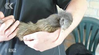 DOC compromised values over kiwis’ care, Forest and Bird says
