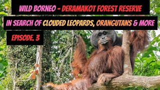 Wild Borneo - Deramakot Forest Reserve - In Search of Clouded Leopards, Orangutans \u0026 More! Ep.3