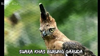 SUARA KHAS BURUNG ELANG JAWA (GARUDA) UNTUK MASTERAN BURUNG OCEHAN