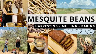 MESQUITE BEAN HARVESTING - MILLING MESQUITE BEANS - MESQUITE BANANA BREAD RECIPE - ARIZONA DESERT