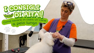 I Consigli di Rita - Tutorial su come lavare in casa un cane a pelo lungo