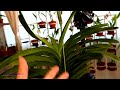 vanda orchids update how is life without pots