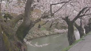 2023年4月12日 弘前公園の桜