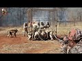 How American Farmers Deal With Wild Boars, Wild Animals, and Lynx | Farming Documentary