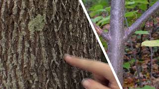 EAB explained