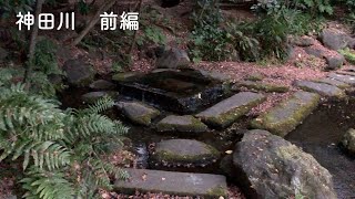 神田川沿いをお散歩前編（井の頭〜杉並）