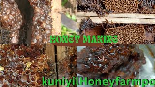 #youtube##bee keeping courses kerala# #honey #how do make honey#malayalam#Easting honeycomb