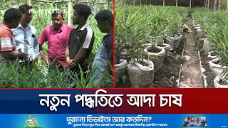 নীলফামারীতে বস্তায় আদা চাষ; বস্তা প্রতি ২-৩ কেজি উৎপাদনের আশা | Nilphamari | Ginger | Jamuna TV