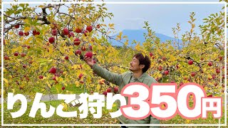 【青森県車中泊旅】そうだ！味覚狩りに行こう！りんごの名産地はやっぱりすごかった！【手作りキャンピングカー】くるり日本一周#51