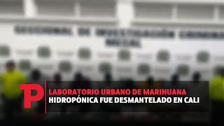 Laboratorio urbano de marihuana hidropónica fue desmantelado en Cali | 02.08.23  | TP Noticias