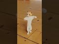 Jo Jo Jo Jo #youtubeshorts #viralvideo #viral #reels #funny cat dance