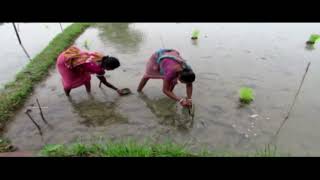 Success Story of RKVY Folk Rice of ATC  Fulia, Nadia, West Bengal, India