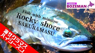 海サクラマス釣り。ハイシーズン！【北海道釣り】【サクラマス釣り】