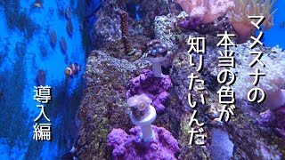 海水初心者の海水水槽 #18 2種類のマメスナ導入 これは序章だ