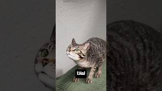 لماذا القطط دائمًا تهبط على أقدامها؟ 🐈