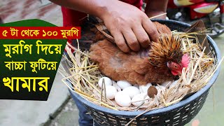 নতুন উদ্যোক্তা মুরগি দিয়ে বাচ্চা ফুটিয়ে দেশি মুরগির খামার | Desi murgi palan | Desi murgi farm