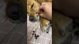 Dog whiskers can also be used in this way ~😲😲😲#funny pets #funny dog #funnyvideo #shorts