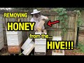 HONEY HARVEST!!! How to REMOVE Frames of HONEY from a Beehive