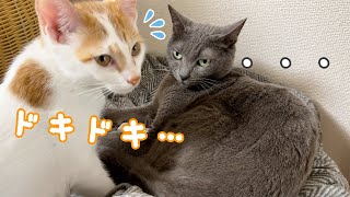 子猫が気難しい先住猫と一緒に寝たいようです！！