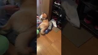 聴診器を受ける犬