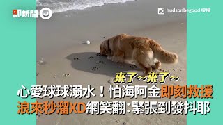 怕海黃金獵犬救球球 浪來秒溜XD網友笑翻：緊張到發抖｜寵物｜狗狗｜玩具｜阿金｜Golden Retriever