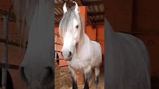 stallion Shani sire by Shakti