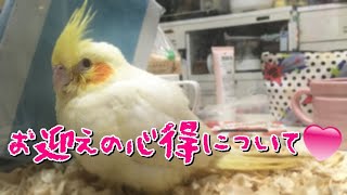 インコが我が家にやってきたら、これだけはやってはいけない事 ベタ慣れ雛を育てる cockatiel【オカメインコのきなこ】