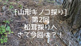 [山形キノコ採り]第2回松茸採りへ！さて今回は、採れるか？！