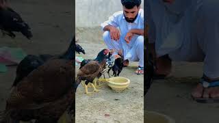 Hammad Aseel Mianwali #religion #birds #allpetloversaseel #bird #pets #miawaliaseel #pigeon