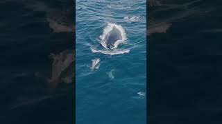 Humpback Whale and Dolphin Friends #shorts