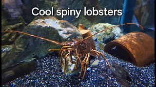 Interesting spiny lobsters (langustas)