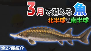 【あつ森】3月で消える魚を全て紹介！魚影や出現時間・条件・値段・釣り方のコツも徹底解説！チョウザメやイトウ、サメ、ピラルクなどレア魚を効率よく釣る方法【あつまれどうぶつの森　3月魚図鑑コンプリート】