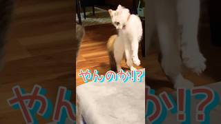 やんのかステップしても相手にされない子猫  #猫のいる暮らし  #ねこ動画   #おもしろ   #かわいい   #ハチワレのサバ缶  #三毛猫    #はちわれ  #サバトラ  #cat   #ネコ