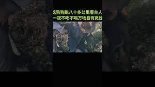 狗狗跑了八十多公里来看主人，一天一夜不吃不喝抱着主人哭的稀里哗啦，真是万物皆有灵性