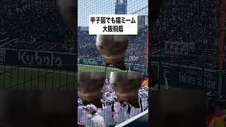 甲子園でも猫ミームby大阪桐蔭【2024年選抜高等学校野球大会】#猫マニ #cat #猫ミーム