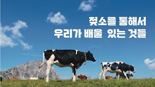 젖소를 통해 배울 수 있는 한우생산성 높이기