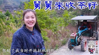 四百斤的茶籽收去榨油，舅舅开拖拉机来拉，十三妹家今年收成喜人【湘西十三妹】