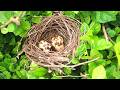 Nature's Nursery: The Fascinating World of Nesting Birds // Egg Birds Welcome New Hatchlings