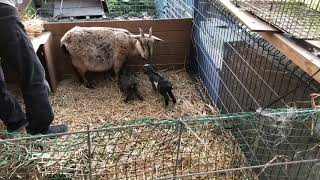 子ヤギが産まれた！双子めちゃくちゃ可愛い！