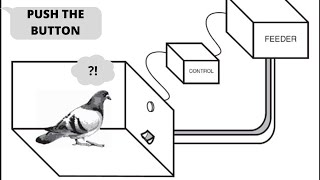 Operant Conditioning: Real Pigeon Experiment