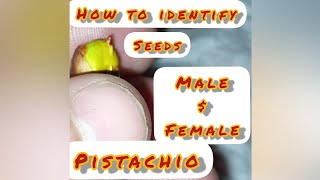 HOW TO IDENTIFY PISTACHIO MALE AND FEMALE FROM SEEDS VERY UNIQUE THING #PTUBEGARDEN