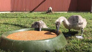 NABU-Vogelschutzzentrum Mössingen