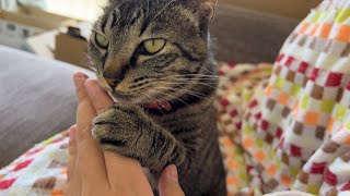 人のことを完全に舐めているウチのニャンコ（My cat licking）