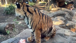 三つ子の様子をお届け【‎2025年‎1月4日】【上野動物園】スマトラトラ