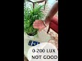 where to keep your palm plants checking light lux levels